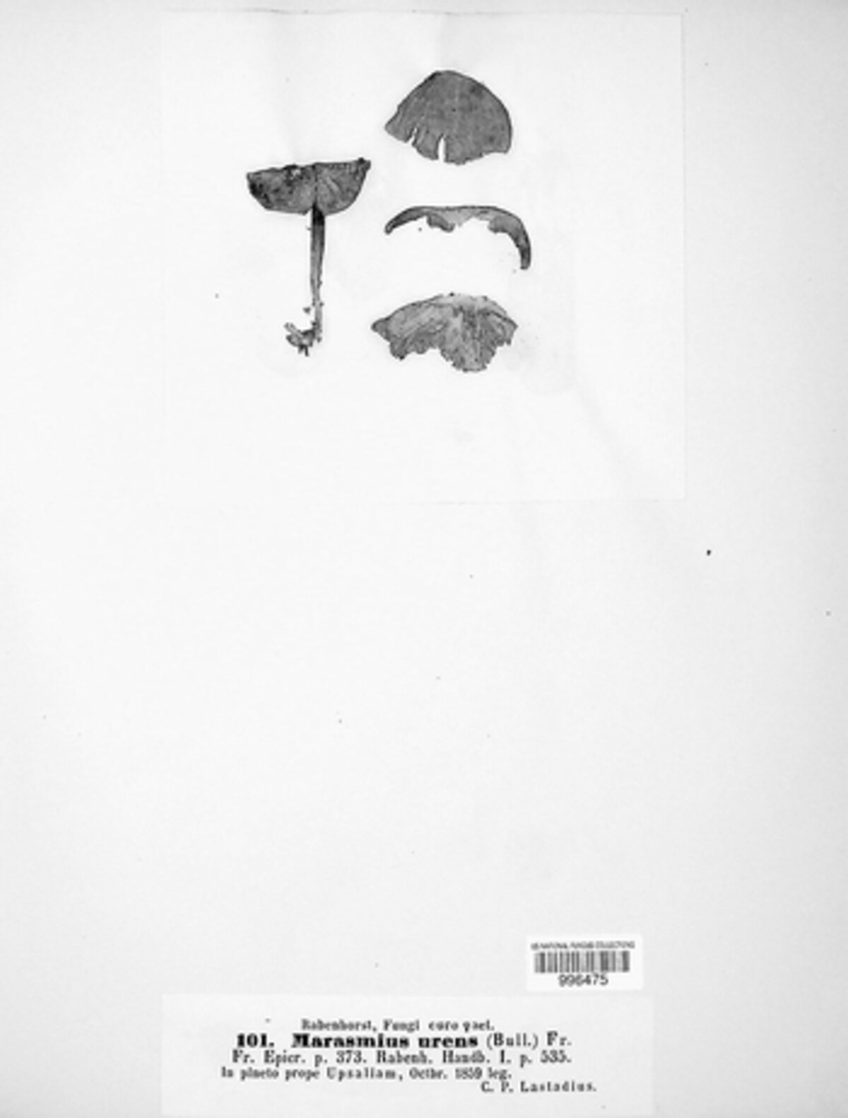 Collybiopsis peronata image